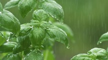 It is raining on fresh green basil herbs
