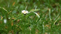 It is raining in green grassy meadow with white daisy flower, slow motion of fresh spring rain
