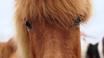 icelandic horses close up view