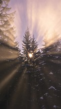 Vertical video of magic light in foggy forest winter nature
