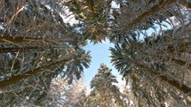 Top view of snowy trees in winter forest nature outdoor background
