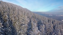 Aerial view of frozen winter forest landscape nature with snowy wood trees

