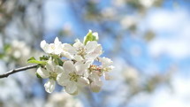 White flowers of fruit tree moving in breeze wind in spring sunny day in organic garden
