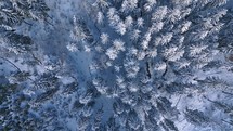 Bird view of winter forest with snowy trees in cold frozen nature

