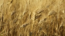 Wheat Spikes Moving Together In A Field