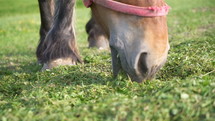 Portrait of brown horse feeding grass in organic ranch in sunny summer. Slow motion
