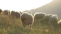 Slow motion of sheep graze summer meadow in free range organic farm in sunny morning sun light
