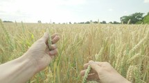personal perspective of a farmer checking his crops in a wheat in a field 