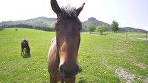 Closeup wide portrait of brown mane horse in green meadow in spring farmland nature landscape
