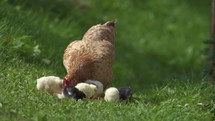 Mother hen and little chicks feed on green bio farm
