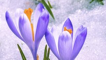 Closeup of violet crocus flower bloom and snow melts in green meadow spring time-lapse
