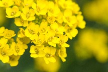 yellow madwort flowers 