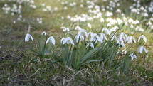 Dolly Shoot of Wild White Snowdrops Moving in a Wind in Green Meadow. Pan Right to Left
