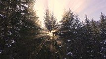 Golden light of sun rays in winter forest, Mystic sunbeam in foggy nature
