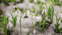 Beautiful snowdrops flowers bloom and snow melts in sunny day in spring forest Growing Time lapse
