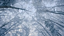 Reveal of frozen forest trees in cold winter nature background
