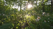 Magic light of sun in green forest nature with beautiful daisy flowers 
