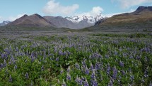 Lupin Field in the iceland