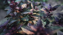 Purple basil plant growing in home garden. Fresh leaves of Genovese herb. Can be used in quality medicine, cooking spices. Also known as Holy Tulsi. High quality 4k footage