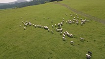 Aerial view of herd sheep grazing grass on green pasture in sunny spring nature
