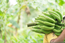 man carrying green bananas 