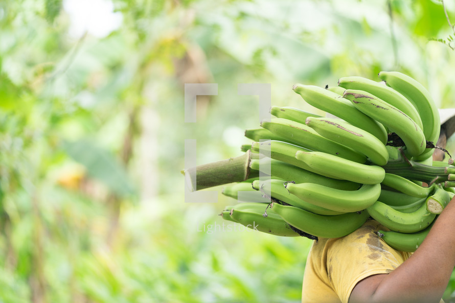 man carrying green bananas 
