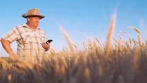 Senior farmer agronomist with digital tablet computer in wheat field using apps and internet. Smart farming, using modern technologies in agriculture.