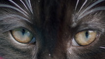 Closeup kitten cat eyes