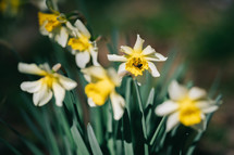 Yellow Narcissus Spring Blossom