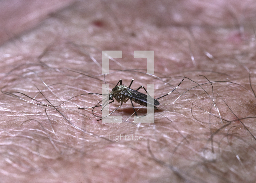 mosquito on skin 