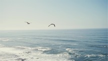Freedom of Seagulls fly over blue ocean coastline
