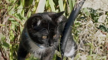 Kitten outside in sunshine