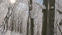 Winter forest with snowy trees in sunny nature
