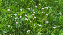 Small white daisy flowers blooming fast in green grassy yard in sunny morning grow Time-lapse 

