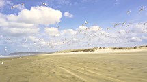 Bird flock of seagulls flying over ocean beach in New Zealand
