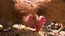 Chicken feed spaghetti food waste in rural organic farm
