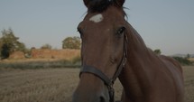Horse in a field