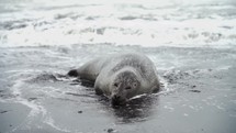 Seal close up view in the beach