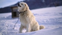 Portrait of Big white guard dog on a chain is barking in winter snowy nature
