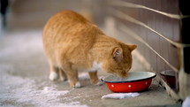 Redhead cat drink milk from red bowl
