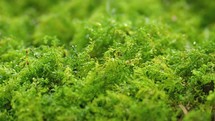 It is raining in fresh green mossy nature slow motion of rainy background
