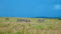 A herd of zebras grazes on the savannah grasslands of Kenya.