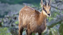 Portrait Chamois Rupicapra graze alpine meadow in mountain nature wildlife
