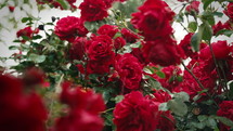 Amazing Roses Bush Flowers, Rain Drops. Floral Romantic Garden Background.