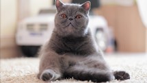 A cute gray cat is sitting on the carpet in the room. The cat is a favorite member of the family.