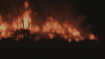 Silhouette of plants with large fire burning out of focus in the background