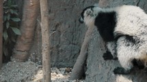 Slow motion of Black-and-white Ruffed Lemur Moves And Climbs On Tree In Rainforest. tracking shot.