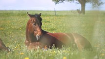Portrait of brown riding horse lying on green flowering meadow and its black mane moving in wind in summer nature
