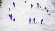 Snow melting and saffron crocus flower blooming in spring time-lapse
