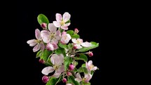 Flowers blooming on fruit tree branch in spring time lapse on black background
